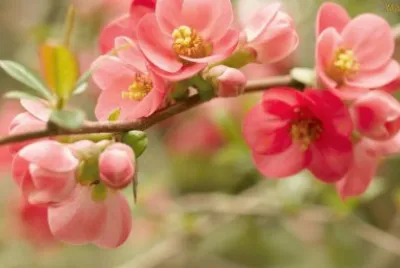 durazno de jardin