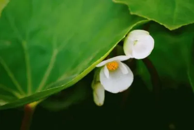 fiower
