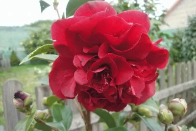 flor roja