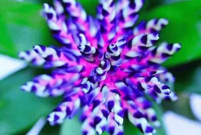 flor rara