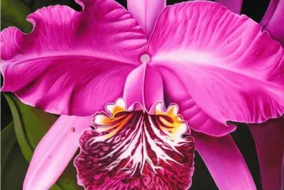 hermosa orquidea fucsia