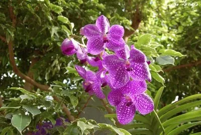 flor roxa