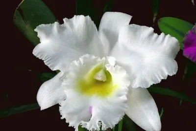 flor orquidea