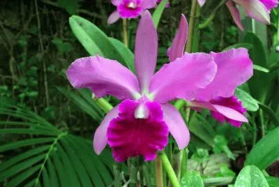 orquidea rosada