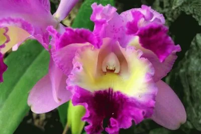 flor orquidea