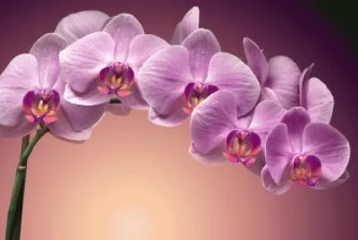 orquidea
