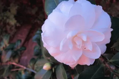 camelia