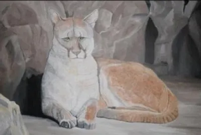 PUMA