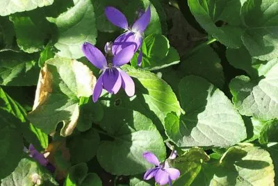 violetas