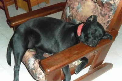 negra en descanso jigsaw puzzle