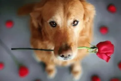 perro con flor