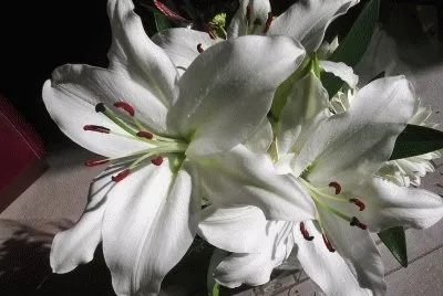 lys