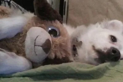 Tango y perrito