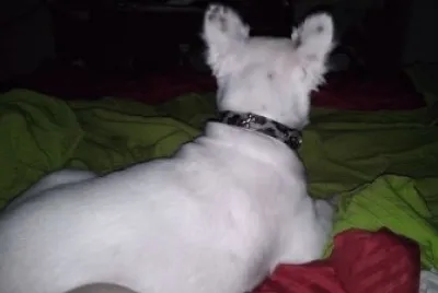 Tango pelado