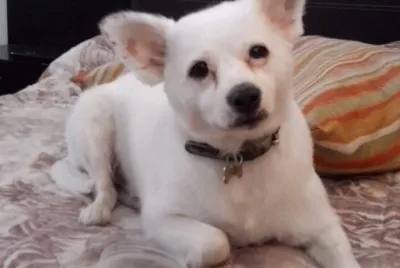 Tango fachero