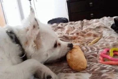 Tango y su botin