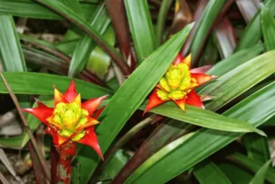 bromelia limones