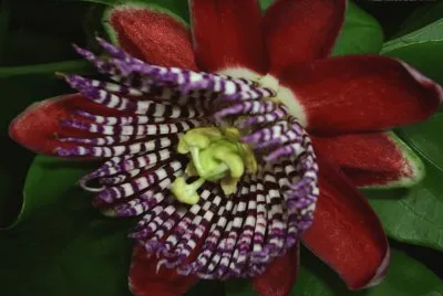 flor 2 de maracuja