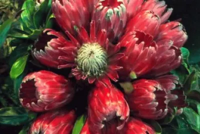 otra flor exotica