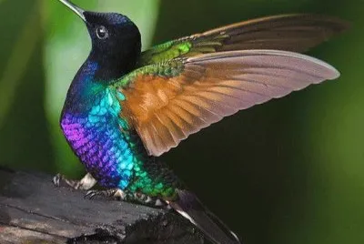 Beija-flor jigsaw puzzle