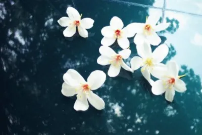 æ¡èŠ±