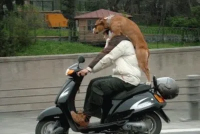 perro paseando en moto