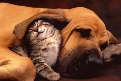 gato y perro durmiendo