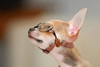 perro con anteojos