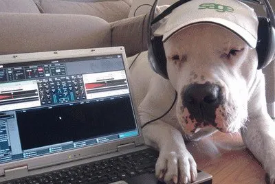 perrito escuchando musica