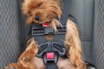 perrito con cinturon