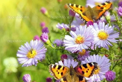 mariposas