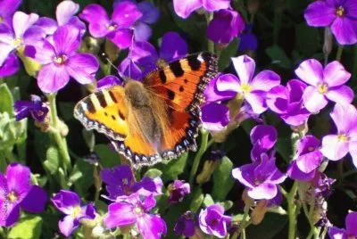 violetas y mariposa