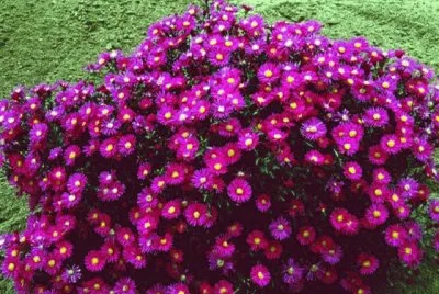 flores del jardin