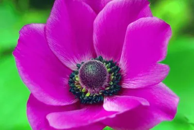 linda flor