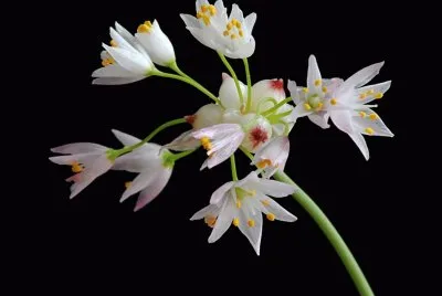 orquidea
