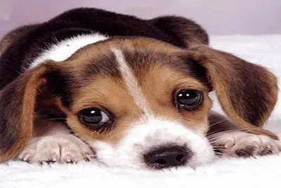 tierno