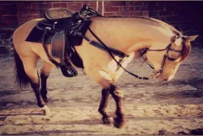 hermoso caballo