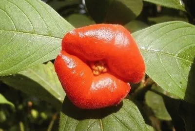 flor en forma de labios