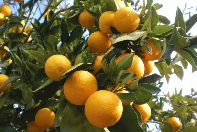 arbol de naranjo