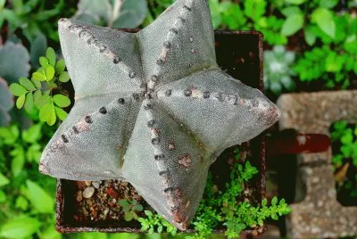 Cactus jigsaw puzzle