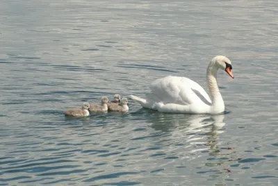 famille de cygnes