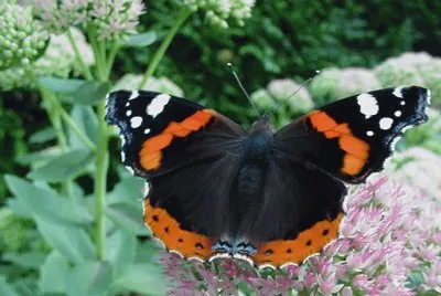 mariposa2