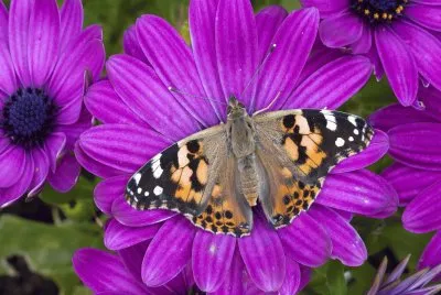 flor y mariposa2