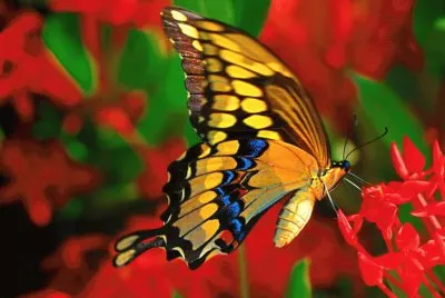 mariposa3