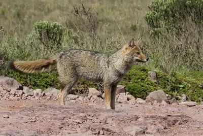 Cachorro do Campo