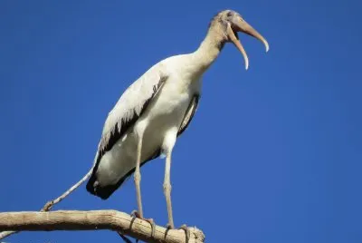 Cabeça Careca