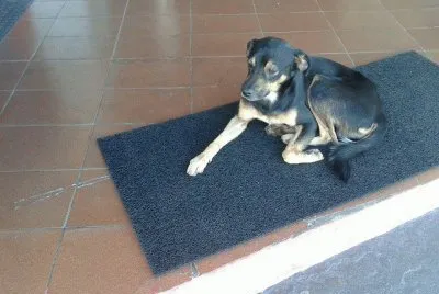 Descansando no Tapete