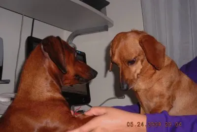 SALCHICHAS jigsaw puzzle