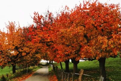 automne