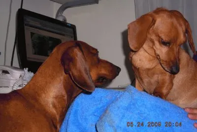 PERROS salchichas jigsaw puzzle